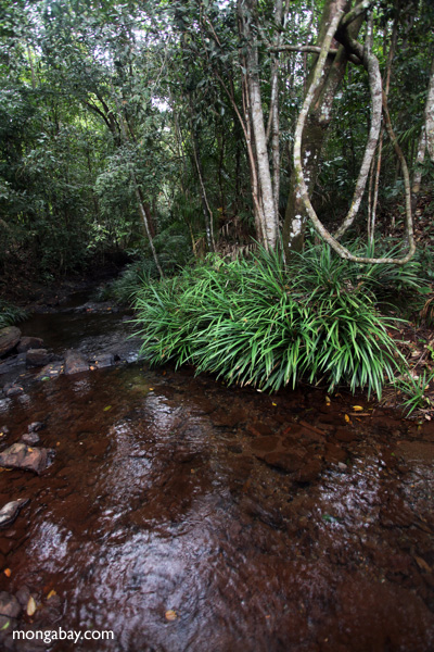 Rainforest creek in Taman Hutan Raya