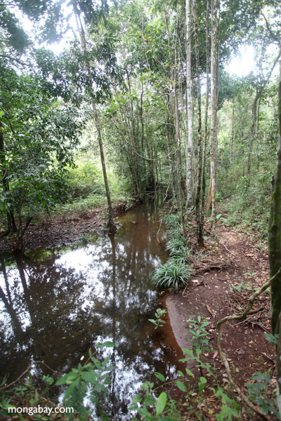 Forest stream in Taman Hutan Raya National Park