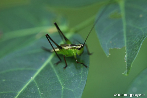 Belalang Hijau Hitam Dan Kuning