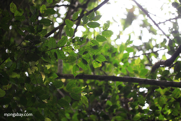 Rainforest vegetation in Bukit Barisan Selatan National Park