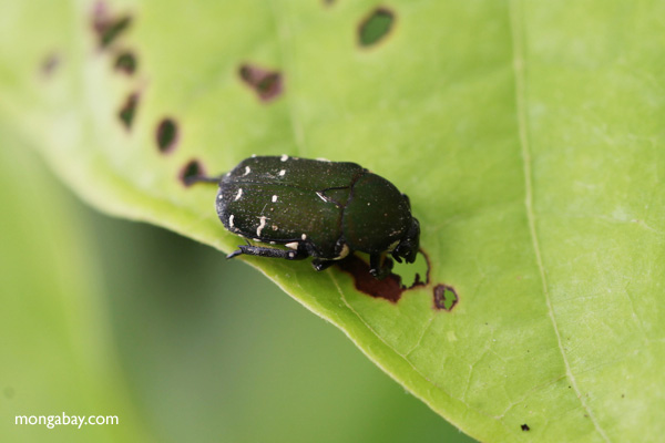 Green beetle
