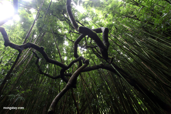 Twisted tree branches in a bamboo forest