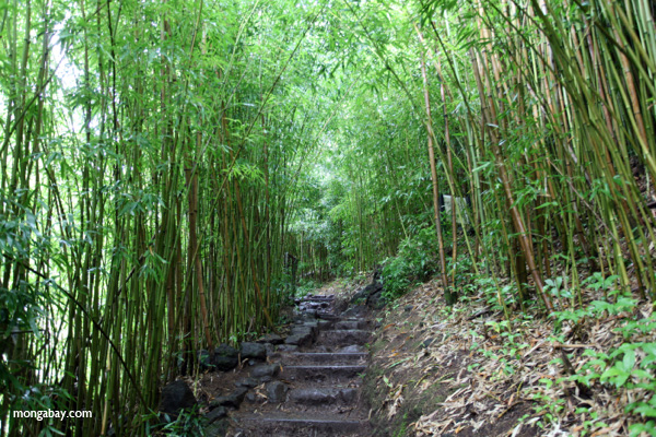 Bamboo path