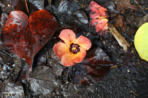 Hibiscus flower
