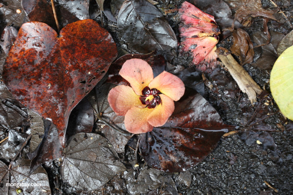 Hibiscus flower