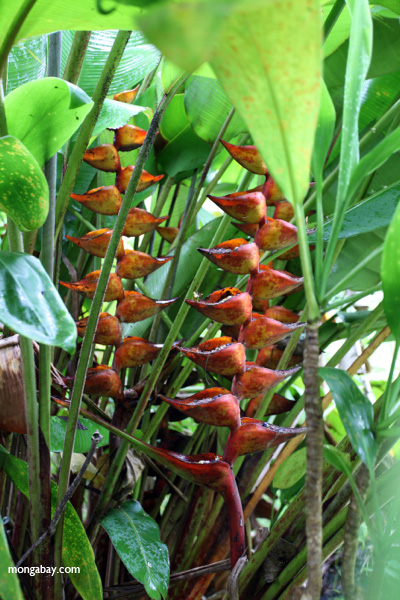 Red heliconia