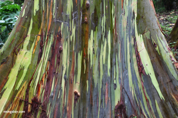 Rainbow eucalyptus