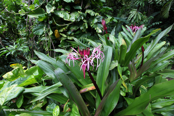 Plant