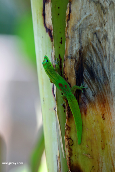 Gold dust day gecko