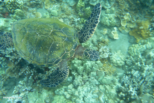 Pacific green sea turtle