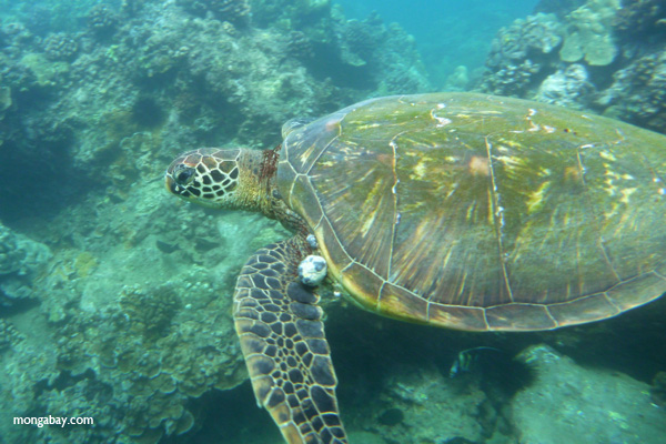 Pacific green sea turtle