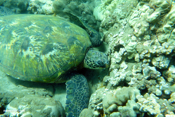 Pacific green sea turtle