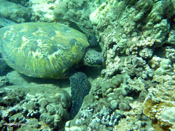 Pacific green sea turtle