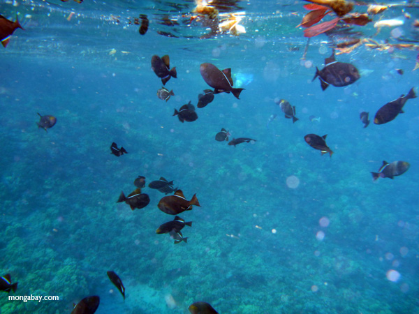 Hawaiian Black Triggerfish (Melichthys niger) 