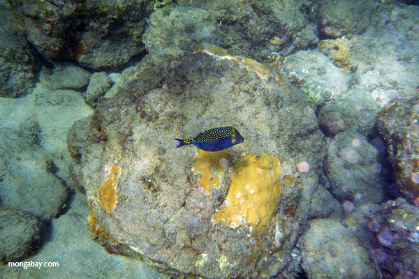 Blue boxfish (Ostracion meleagris)