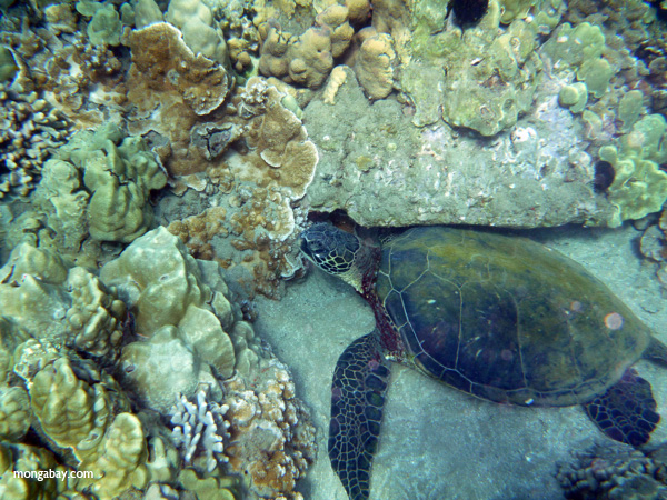 Pacific green sea turtle among coral