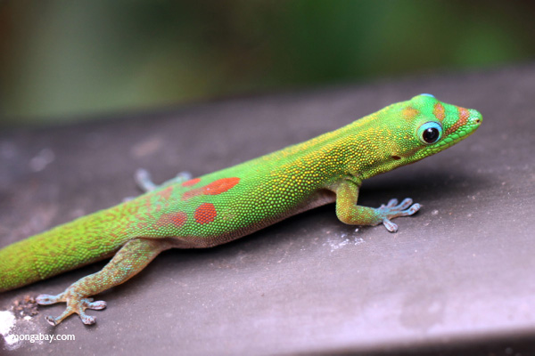 Gold dust day gecko