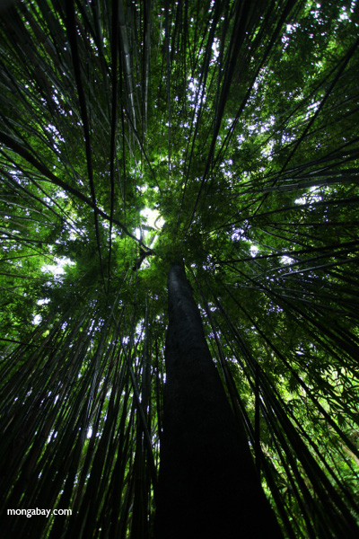Haleakala bamboo forest