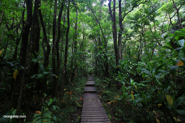 Path through Haleakala forest