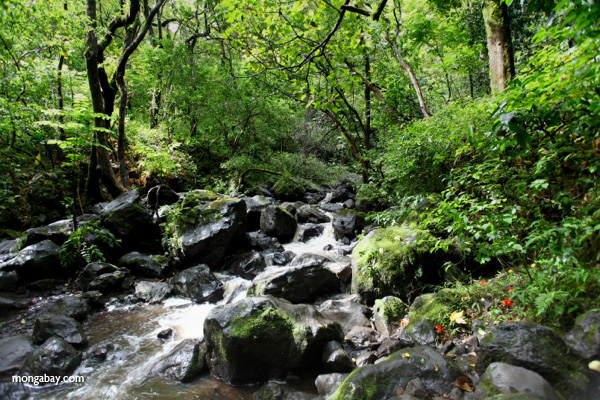 Creek through Haleakala forest