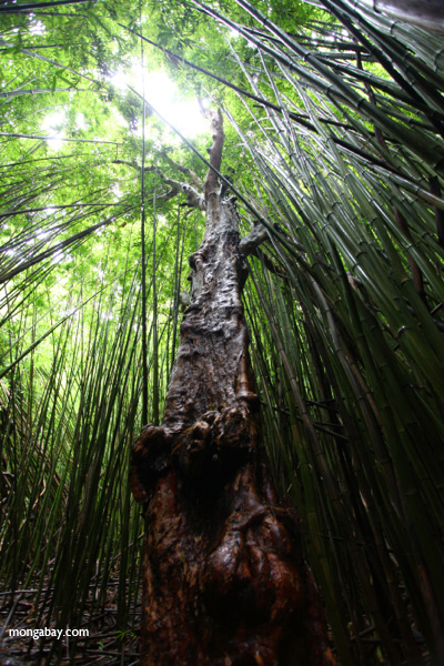 Tree in the bamboo forest of Haleakala