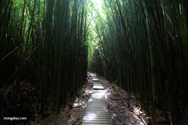 Trail through Haleakala bamboo forest