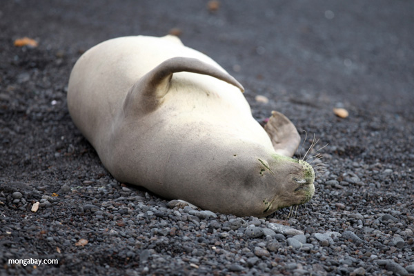 Hawaiian monk seal