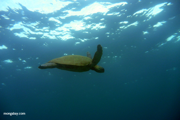 Pacific green turtle swimming off Hawaii