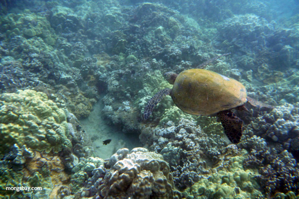 Pacific green turtle swimming off Hawaii