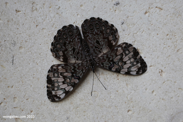 Mottled moth