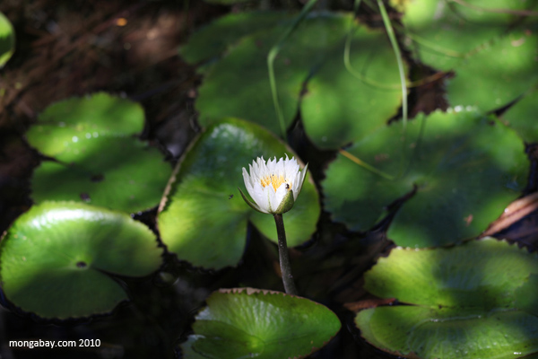 White water lily flower