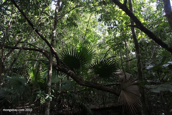 Mexican rainforest