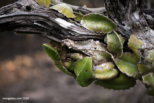 Epiphytic cactus