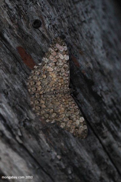 Mottled moth