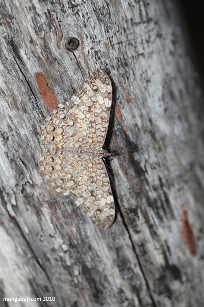 Mottled moth