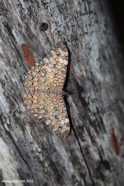 Mottled moth
