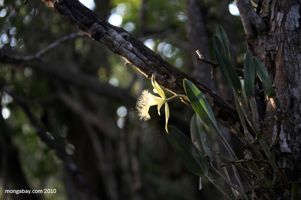 White Mexican orchid
