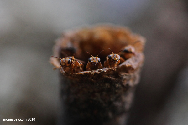 Sweat bees emerging out of their nest