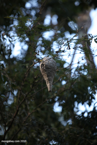 Wasp nest in an Acacia tree