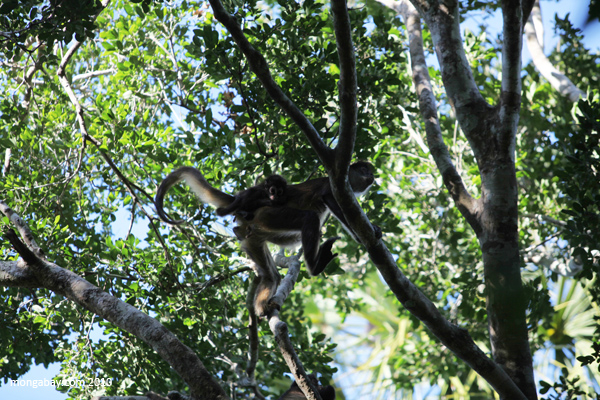 Mexican Spider Monkey (Ateles geoffroyi vellerosus)
