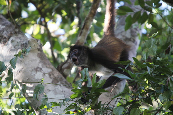 Mexican Spider Monkey feeding in the forest canopy