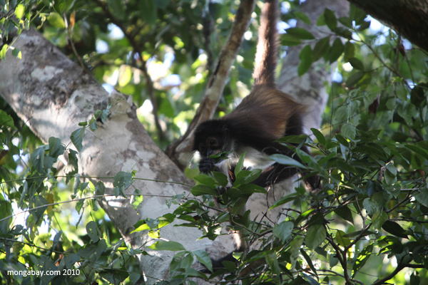 Mexican Spider Monkey feeding in the forest canopy