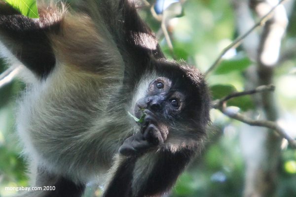 Geoffroy's Spider Monkey