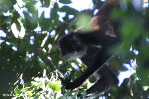 Mexican Spider Monkey (Ateles geoffroyi vellerosus)