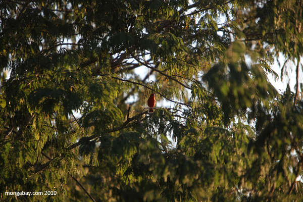 Fire-red bird