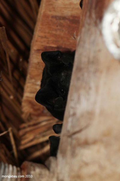 Bat