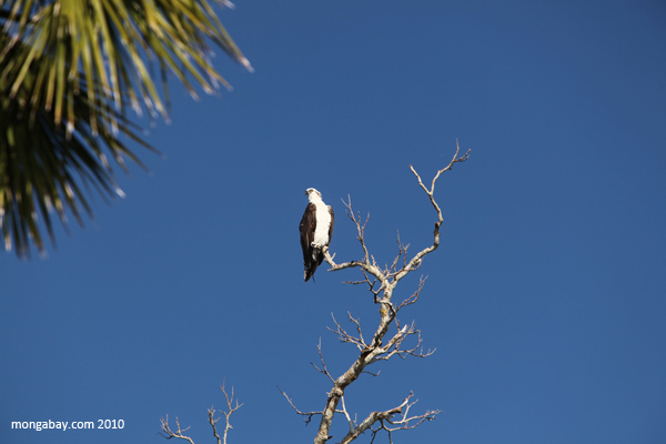 Bird of prey