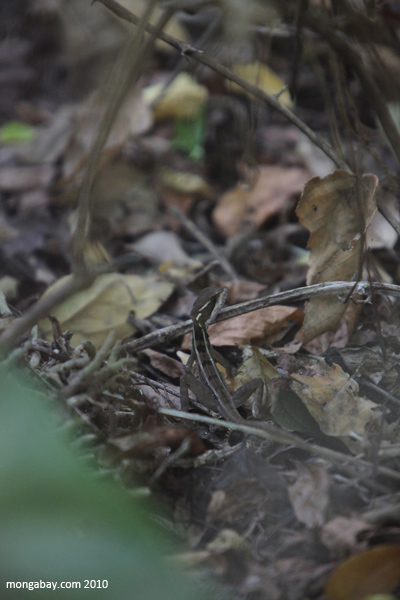 Brown basilisk
