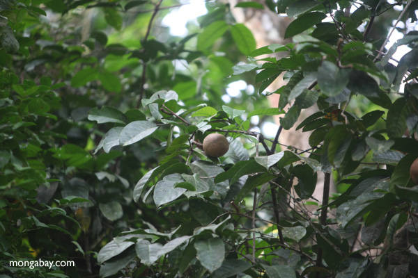 Cannonball fruit