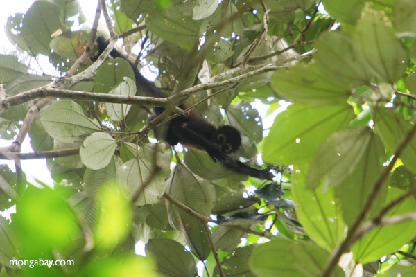 spider monkey rainforest